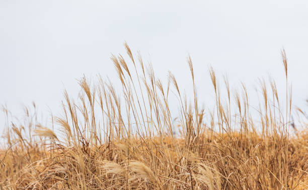 istock Amur silvergrass wet from the rain. Miscanthus sacchariflorus 2064897801