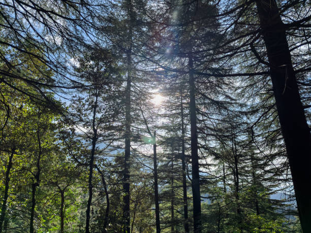 istock The sun shining through a forest of cedar trees 2064902991