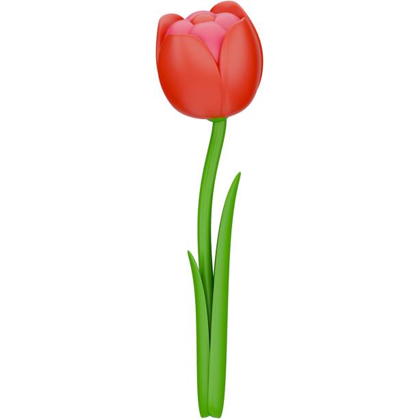 istock 3d tulip flower. Front view 3d render illustration isolated on white background with spring season theme. 2064914465