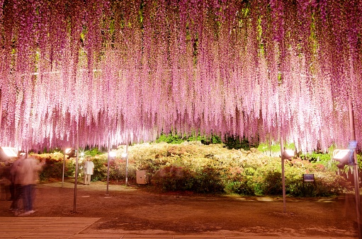 The location of the photo shoot and the scenery in the frame are both in a public space, which is freely accessible without the need to purchase tickets or apply in advance. It is not a place where photography requires prior permission or application.
Aerial panorama above a public 
There are gigantic wisteria flowers at flower park,It's mysterious beauty when lighted up.
This flower garden creates a full sense of the season and magnificence of nature with a wide range of plants and trees. The highlight of the park is the massive Japanese wisteria trellises in bloom from late April to mid-May. You will be totally stunned by four large wisteria vines and 80-metre tunnel of white wisterias，designated as a prefectural natural treasure. In the evening the illuminated wisterias bring dream-like scenes.