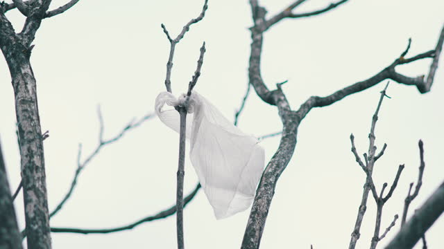 Plastic bag hung on bare tree branch, swaying with wind