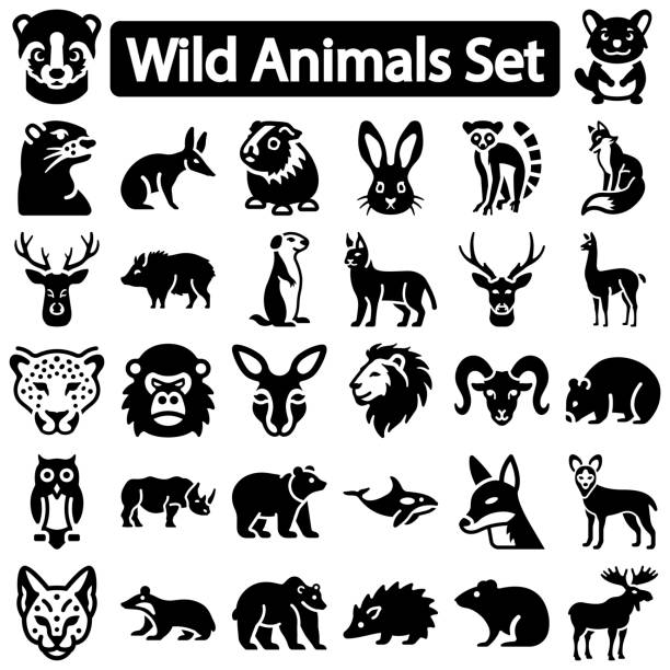 Wild animals icon set This high quality icon use website presentation and mobile app application. wood turtle stock illustrations