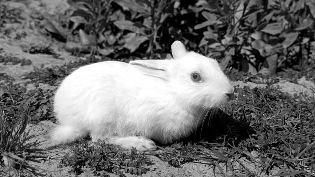 White color baby rabbit sitting in the nature