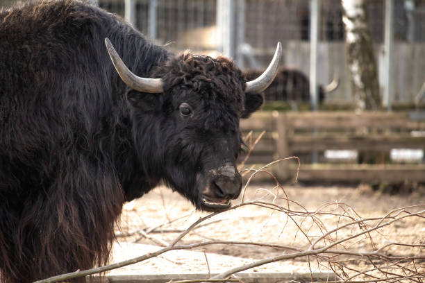 istock Yak face close-up in sunny day 2064974833