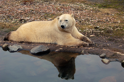 Relaxing polar bear
