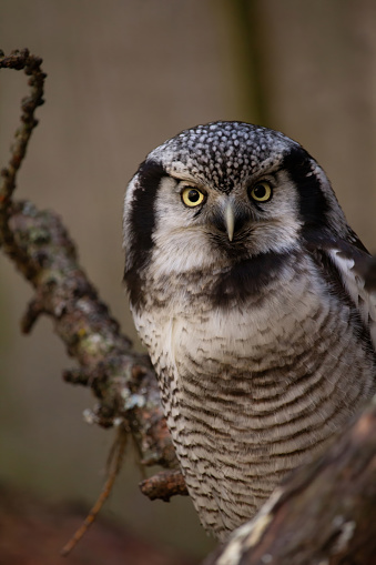 Northern hawk-owl (Surnia ulula). Wild life animal.