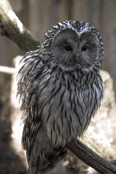 East European Ural owl (Strix uralensis uralensis).
