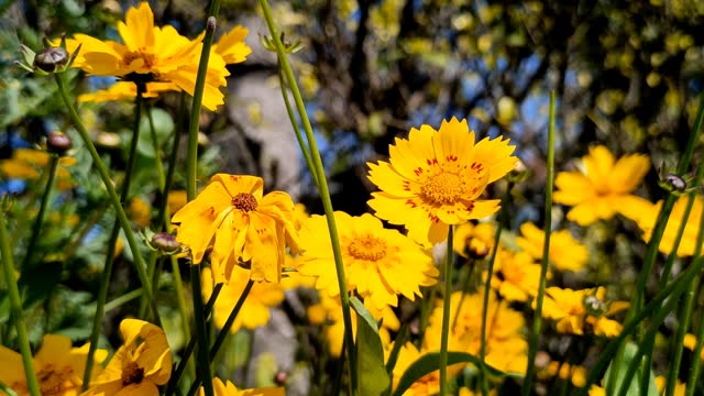 Lance-leaved coreopsis, Yellow flowers in the nature