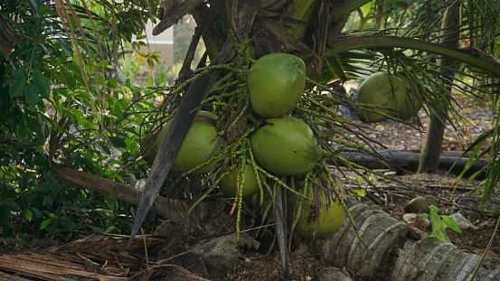 Unique Coco de Mer Coconut from Seychelles with cutting path