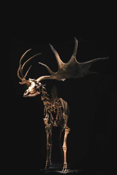 A vertical shot of an Irish elk skeleton isolated on black