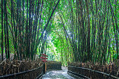 Bamboo Forest,Bali Indonesia