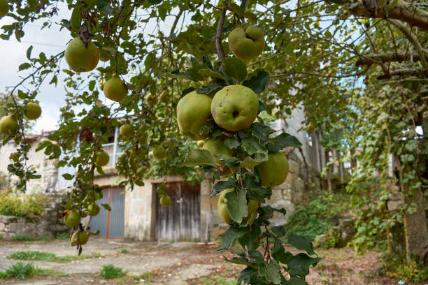 fresh big green apples on the shelves in the store