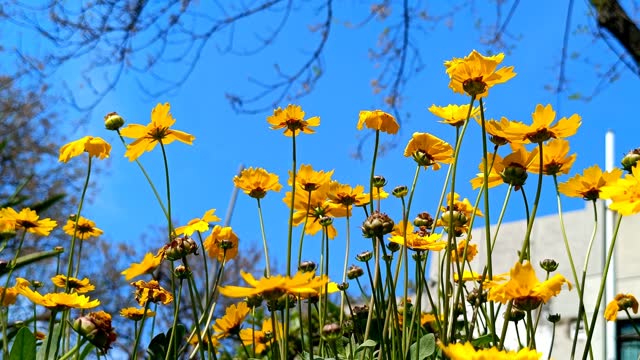 Lance-leaved coreopsis, Yellow flowers against sky background