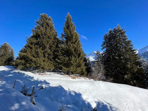 Picturesque canopies of alpine trees in a typical winter atmosphere after the winter snowfall above the tourist resorts of Valbella and Lenzerheide in the Swiss Alps - Canton of Grisons, Switzerland (Kanton Graubünden, Schweiz)