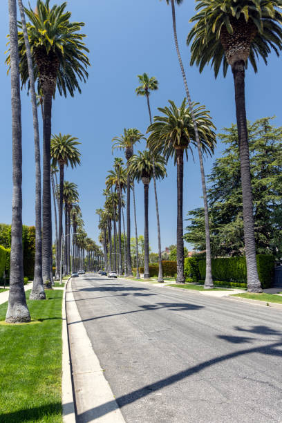 istock Beverly Hills drive lined with tall and majestic palm trees 2065044306