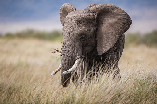 The African bush elephant or African savanna elephant (Loxodonta africana) is the larger of the two species of African elephant. Amboseli National Park, Kenya. Eating a bush while standing in front of Mount Kilimanjaro.