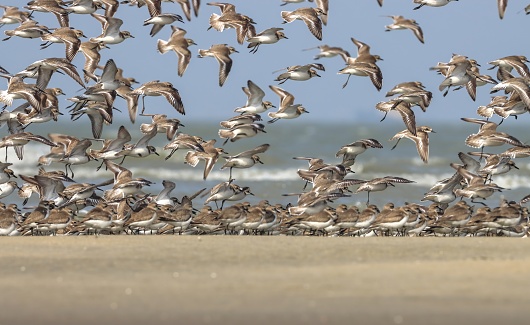 Mixed flock of shorebirds.this photo was taken from