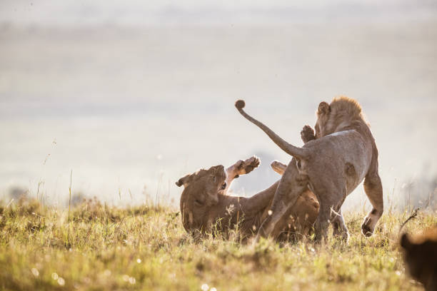Lions photographed in various National Parks in Africa, Kenya and Tanzania