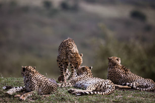 istock Group of Masai Mara cheetahs relaxing in grass. 2065048536