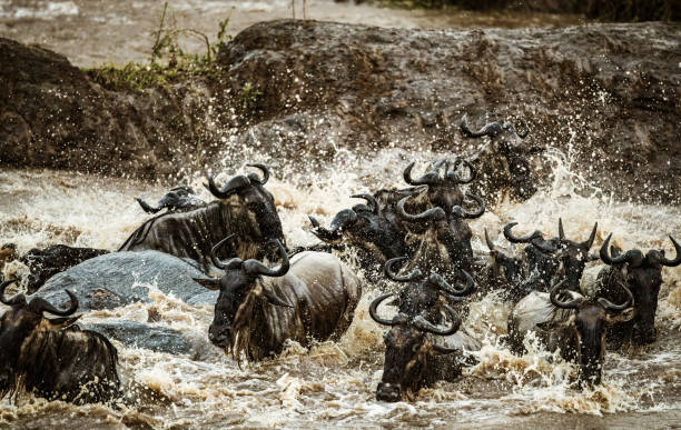 istock Herd of wildebeest migrating across Mara river. 2065049060