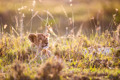 Cute lion cub lying in grass in the wild.