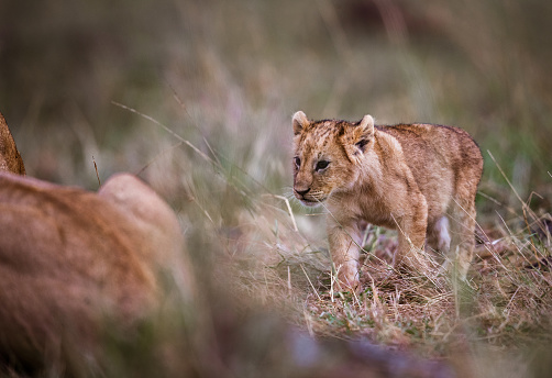 Cute lion cub walking in grass at the wild. Copy space.