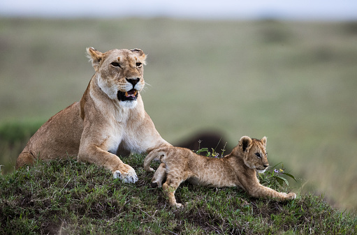 Lion cub relaxing with lioness in the wild. Copy space.