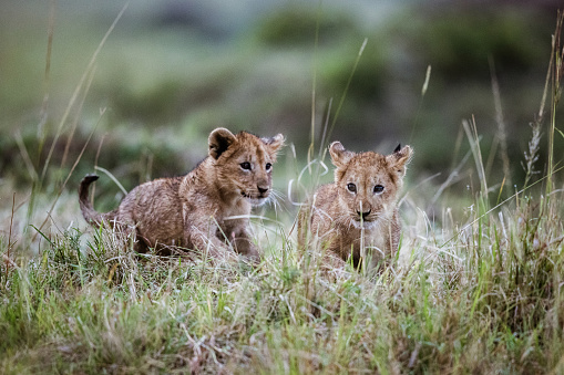 Two lion cubs walking through grass in the wild. Copy space.
