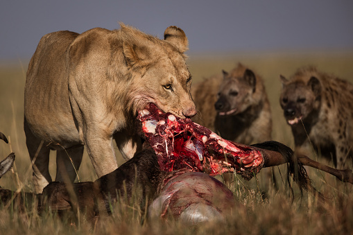 Lion eating his hunt in the wild while hyenas are waiting in the background.