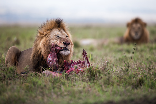 Male lion eating wildebeest in nature. Copy space.