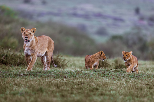 Lion cubs walking with lioness in the wild.