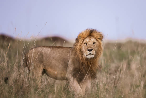 istock Male lion walking in the wild. 2065055912