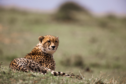 Colour image of a cheetah crouching in the grass. Differential focus with face in sharp focus and looking to camera. Warm yellow tones.