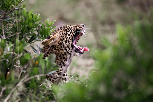 African cheetah relaxing in grass and yawning.