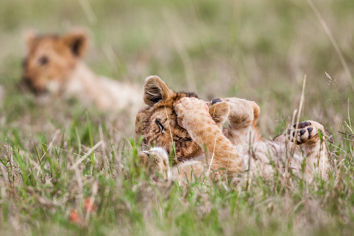 Lion cubs playing in grass in the wild. Copy space.