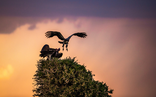 Griffon vulture flying at sunset.