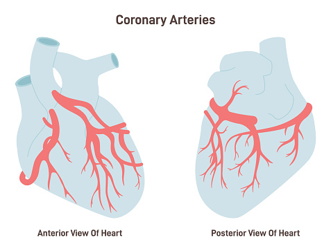Coronary arteries of the heart. Anterior and posterior view. Circulatory system, the main veins and arteries of the heart. Flat vector illustration