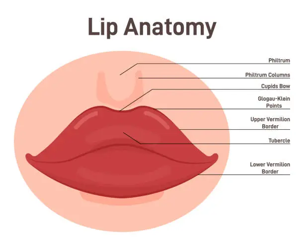 Vector illustration of Anatomy of lips. Human mouth external parts with description