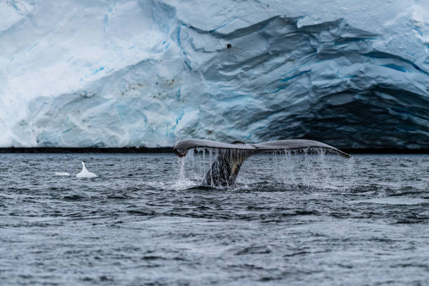 istock Tail of a humpback whale in the Antarctic 2065069741