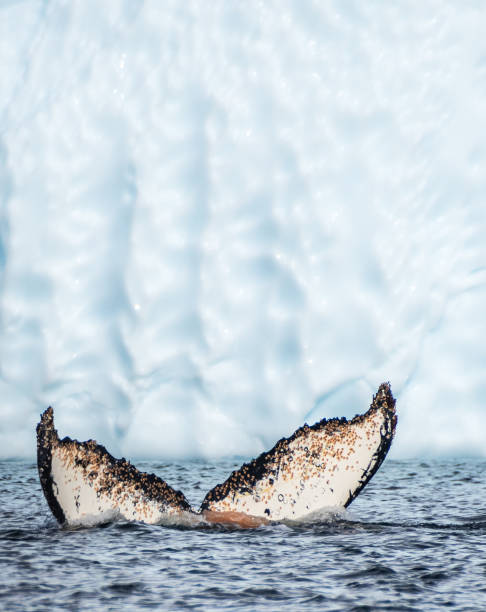 istock Tail of a humpback whale in the Antarctic 2065069743