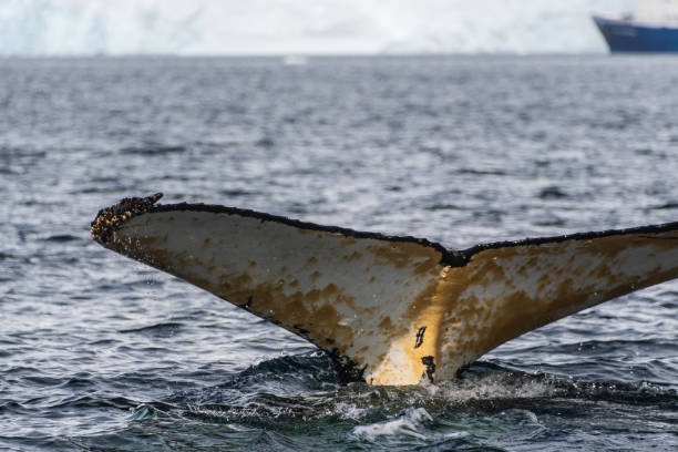 istock Tail of a humpback whale in the Antarctic 2065069746