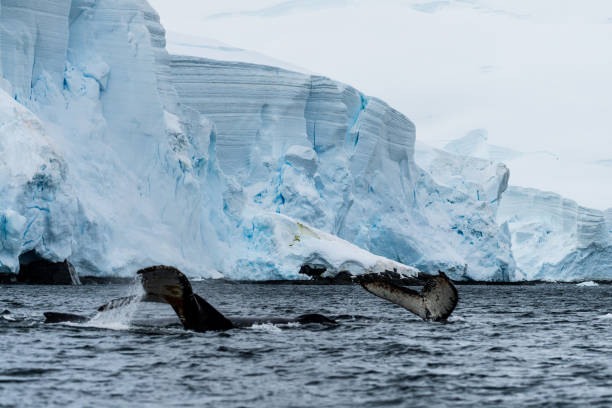 istock Tail of a humpback whale in the Antarctic 2065069748
