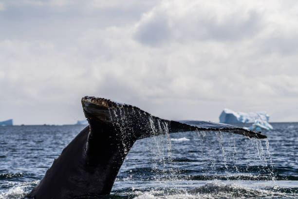 istock Tail of a humpback whale in the Antarctic 2065069757