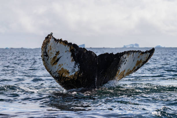 istock Tail of a humpback whale in the Antarctic 2065069762