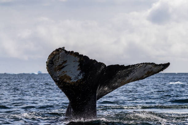 istock Tail of a humpback whale in the Antarctic 2065069764