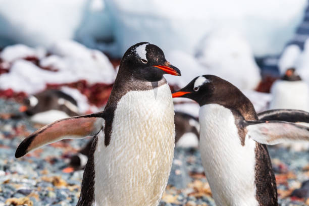 istock Close-up of a Gentoo Penguin on Trinity Island. 2065070301