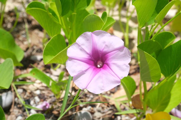 istock Wild Purple Morning Glory 2065074059