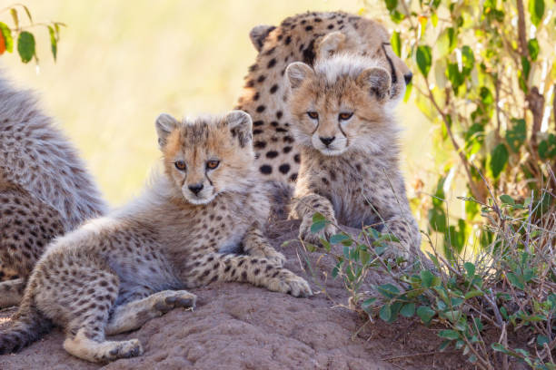 istock Cheetah cubs who rest in the shadow with there mother 2065078353