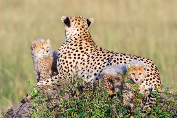 istock Idyllic scene with Cheetah cubs looking at the camera 2065078377