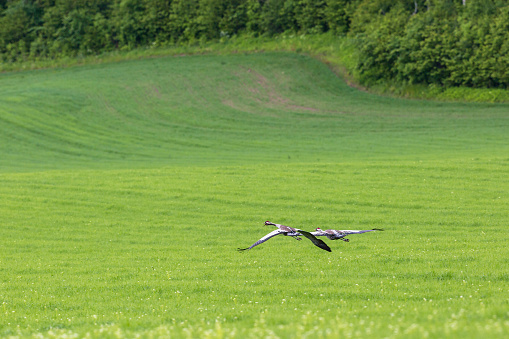 Cranes flying over the meadow